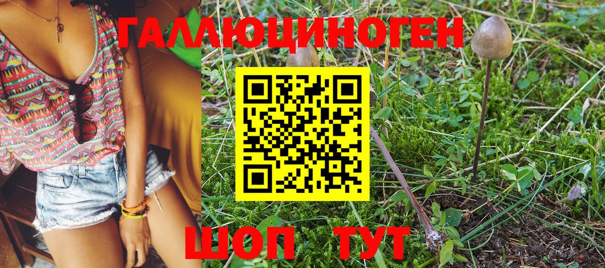 Курчалой  Псилоцибиновые грибы Magic Shrooms  Вход с VPN  Галлюциногенные грибы Psilocybine cubensis 